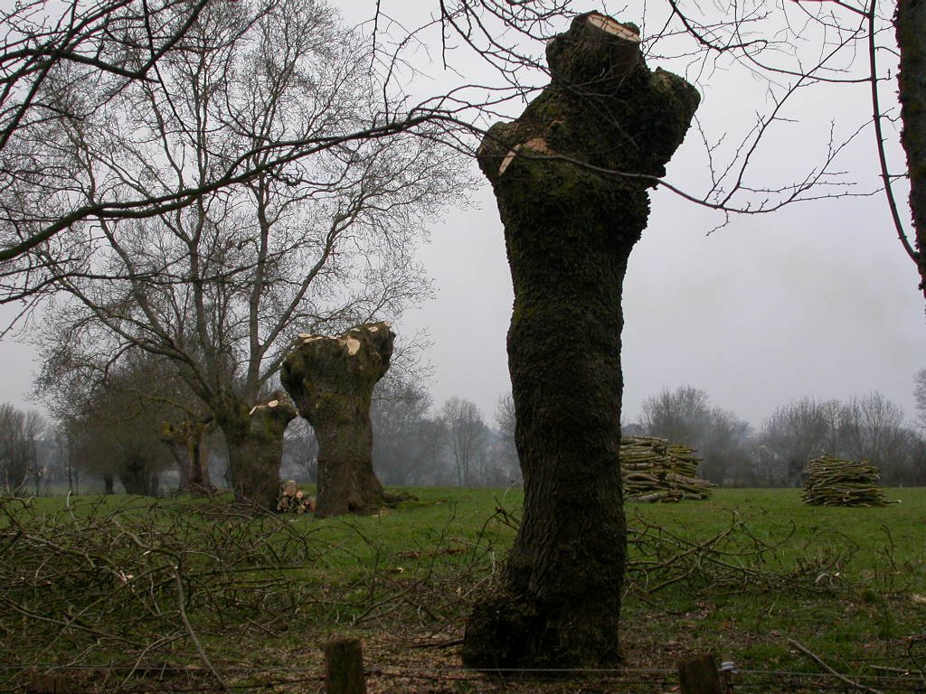 arbres têtards